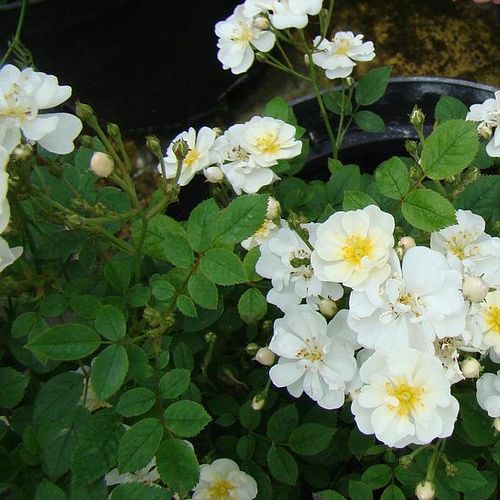 Rosa  Popcorn - bílá - Stromková růže s drobnými květy - stromková růže s kompaktním tvarem koruny